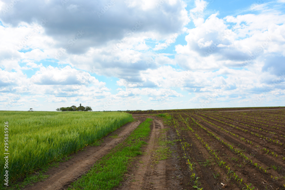 rural road in the field