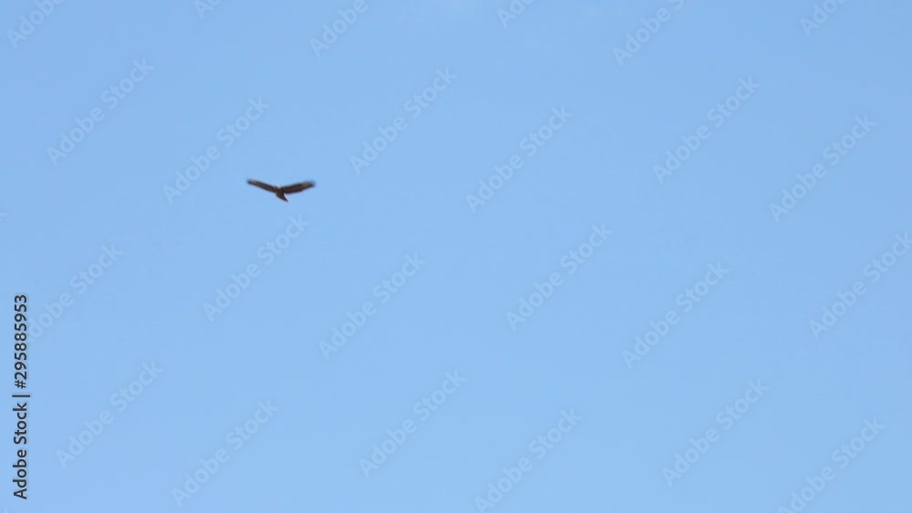 Buzzard Bird flying In Blue Sky Buzzard Bird flying In Blue Sky