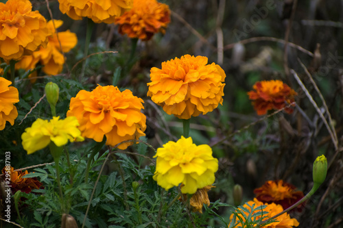 yellow flowers in garden