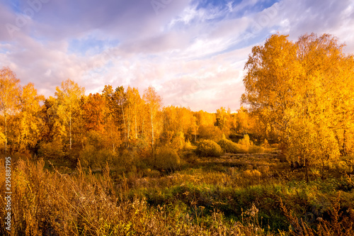 Sunset on a field with grass and birces in golden autumn. photo