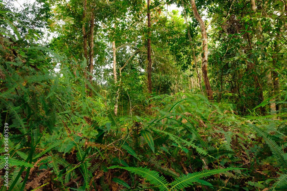 Obraz premium scenery of jungle in Phang nga,Thailand