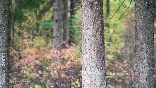 Big trunk of spruce on the edge of the autumn forest with orange leaves in October