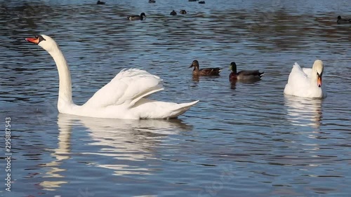 Mute Swans And Waterfowl Birds On Lake 