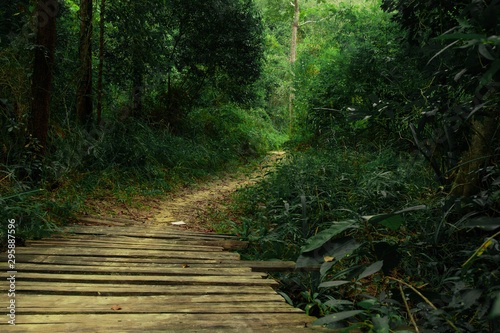 wooden bridge that leads to the entrance to the rainforest,Koh Yao Yai,Pjhang Nga,Thailand