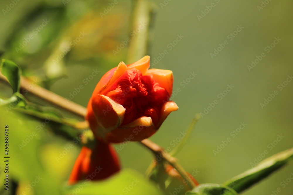 Fototapeta premium closeup shot of pomegranate flower or buds with green leaves on the pomegranate tree