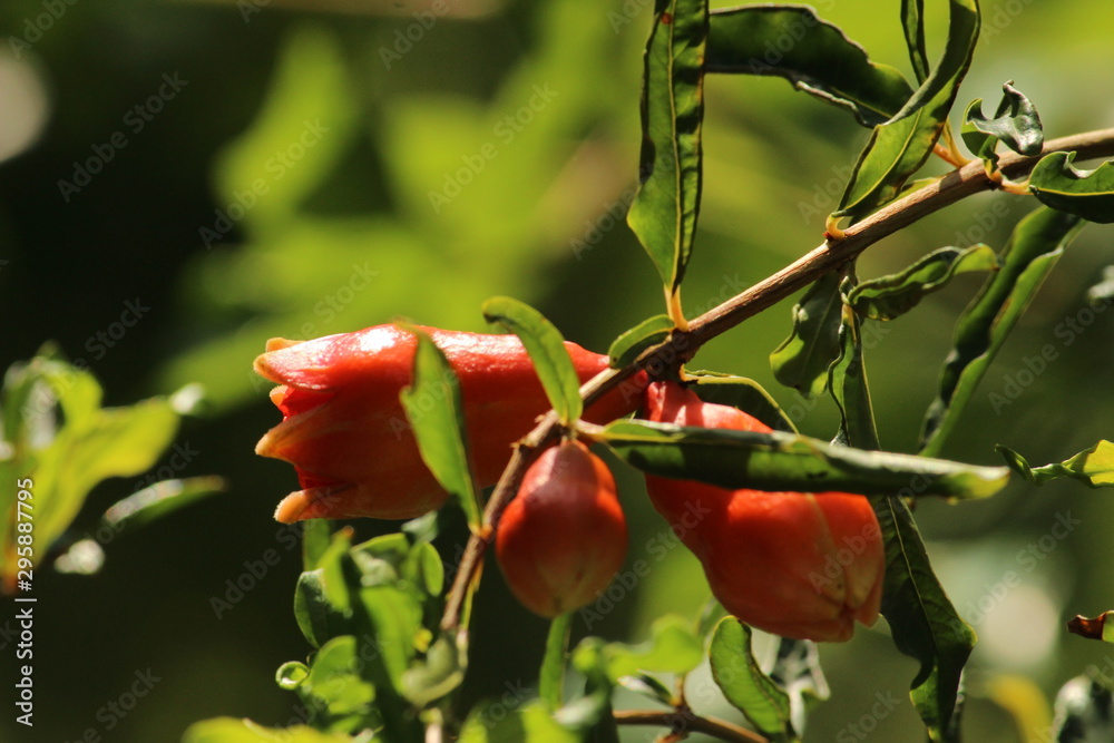 closeup shot of pomegranate flower or buds with green leaves on the pomegranate tree closeup shot of pomegranate flower or buds with green leaves on the pomegranate tree