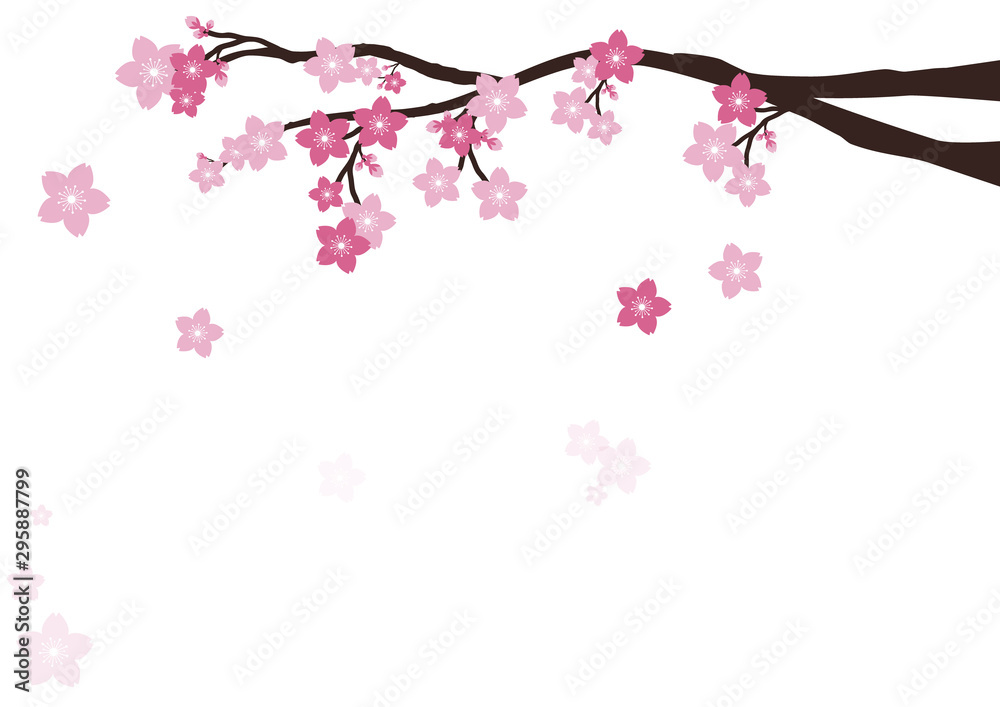 Cherry blossom flowers background. Sakura pink flowers  background.