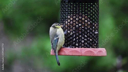 Blue Tit Inspecting Food in Garden Bird Feeder