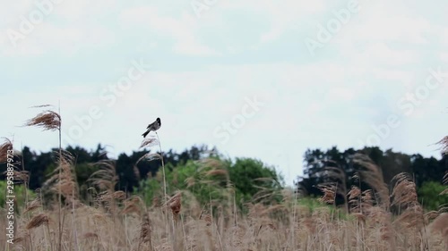Reed Bunting Male Bird Being Blown Around In Reeds Norfolk UK