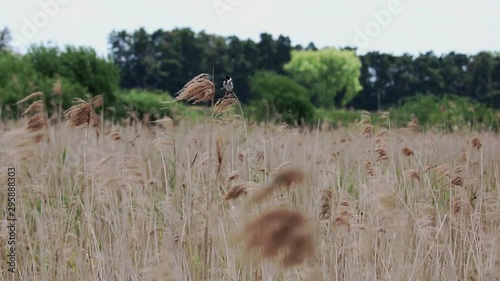 Reed Bunting Bird Male In Reeds Norfolk UK