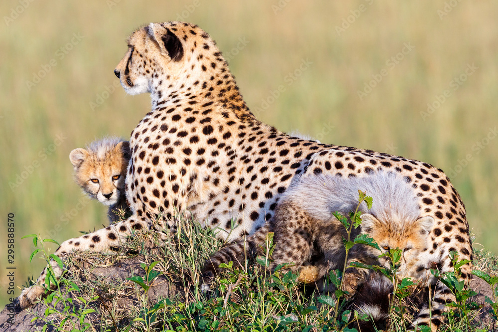 Cheetah family on a hill with playing cubs Cheetah family on a hill with playing cubs