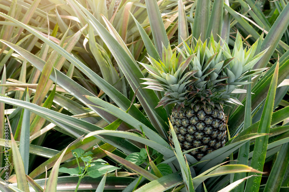 Agricultural occupation Pineapple Fruit on tree in plantation at Thailand. Miraculously sprouted on the head of the fruit. Agricultural occupation Pineapple Fruit on tree in plantation at Thailand. Miraculously sprouted on the head of the fruit.