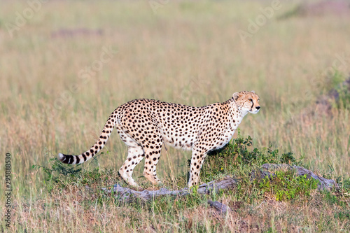 Cheetahs on the grass savannah standing and watching