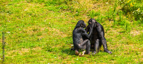 Photos bonobo couple grooming, human apes, pygmy chimpanzees, Social primate behavior,