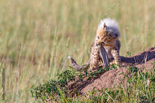 Young playful Cheetah cub chewing on a stick on the savannah