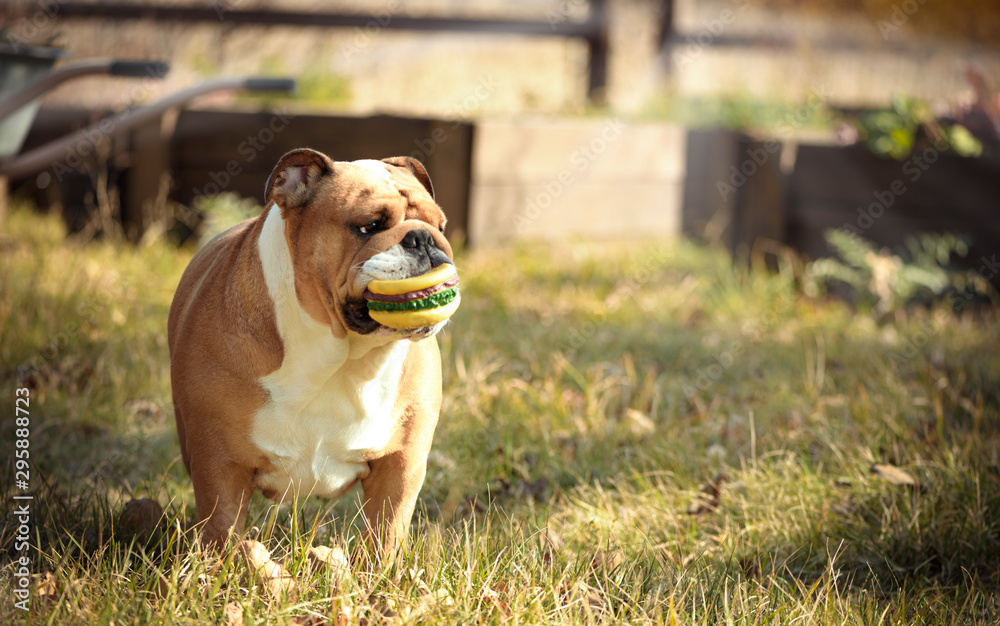 Adult brown English bulldog plays in the autumn garden with his favorite toy. Dog bulldog with a rubber ball in his mouth walks outdoors