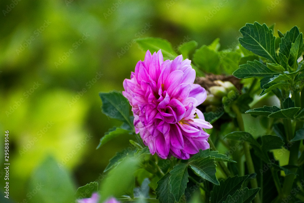 purple flower in the garden purple flower in the garden