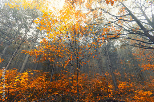 Fototapeta Naklejka Na Ścianę i Meble -  autumn forest .nature in autumn time
