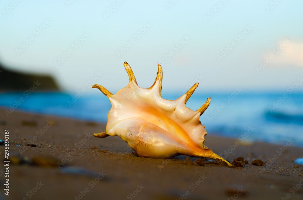 Sea shell close-up on the beach sand. Sea shell close-up on the beach sand.