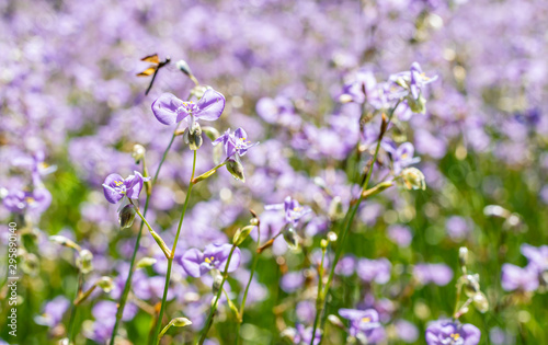 Purple flowers field, Murdannia giganteum.