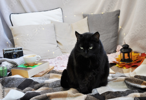 cute black cat in autumn decoration
