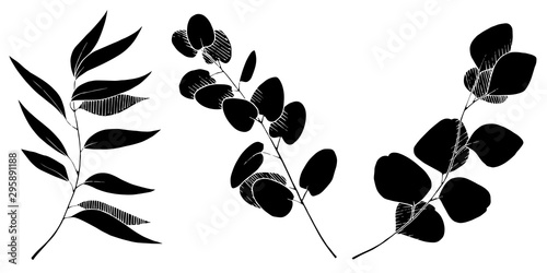 Vector Eucalyptus leaves branch. Black and white engraved ink art. Isolated branches illustration element.