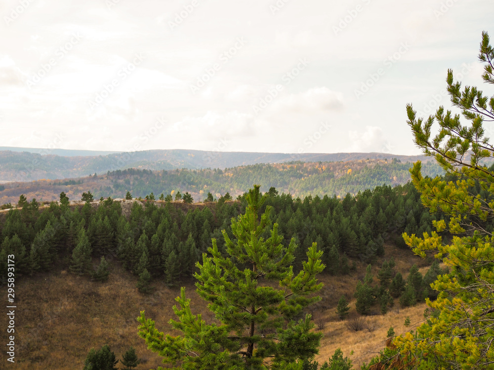 pine trees on a hilly slope with an autumn forest in the background