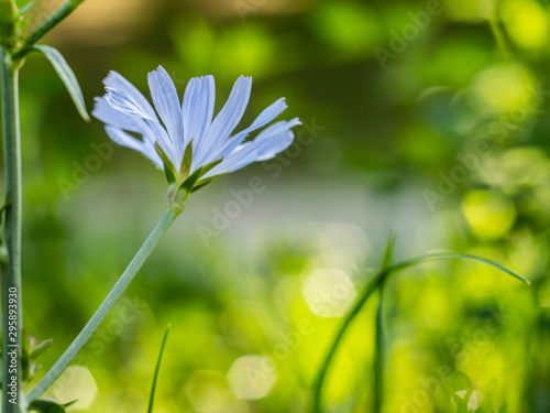 flower in green grass. blue cornflower on a beautiful blurred background. wild flower on a background of green grass