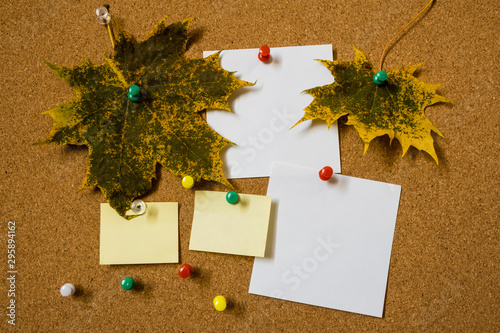 Note paper sheets and autumn maple leaves pinned to a cork board with push pins. Office style design..