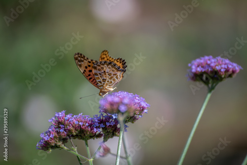 花と蝶 © Kazcamera