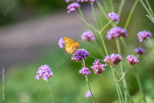 花と蝶 © Kazcamera