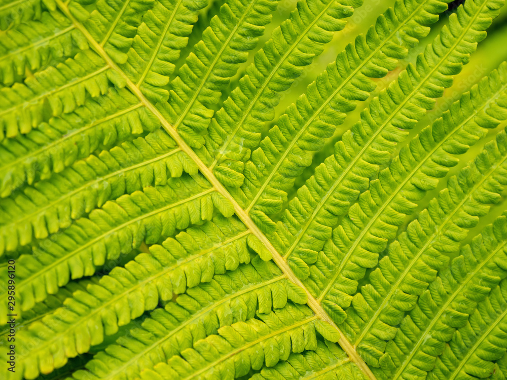 Macro photo of fern leaf. Morning dew on fresh green leaves.
