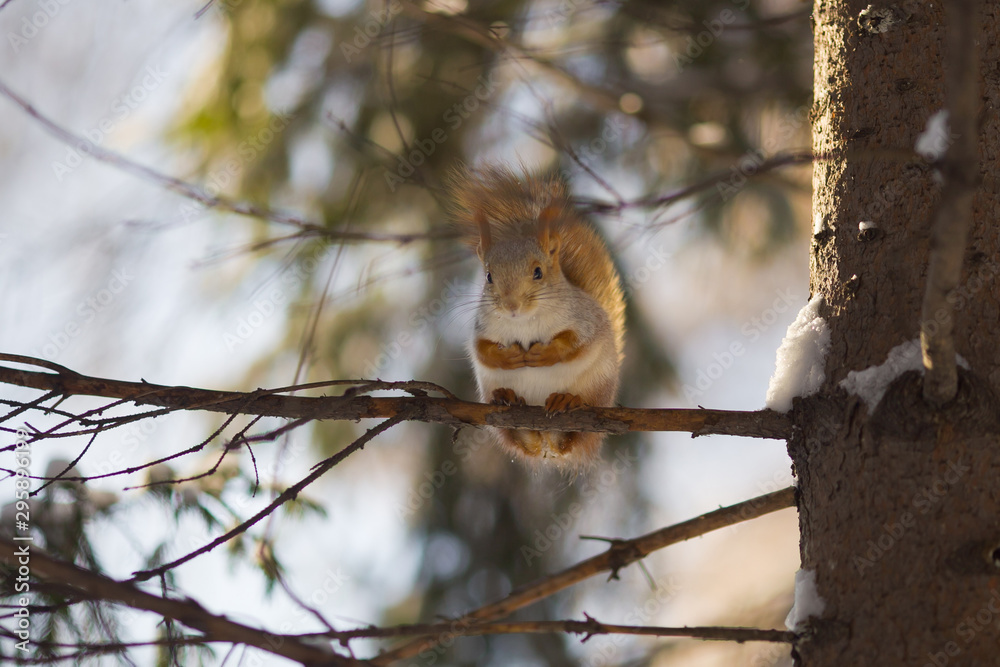 fluffy squirrel sits on a pine branch in the winter forest fluffy squirrel sits on a pine branch in the winter forest