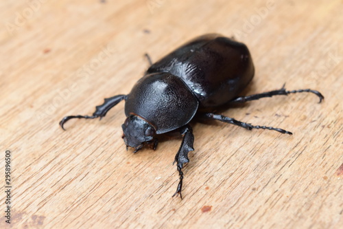 Close-up A black beetle on a piece of wood