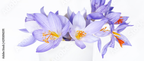 A small bouquet of purple, delicate flowers on a white background...