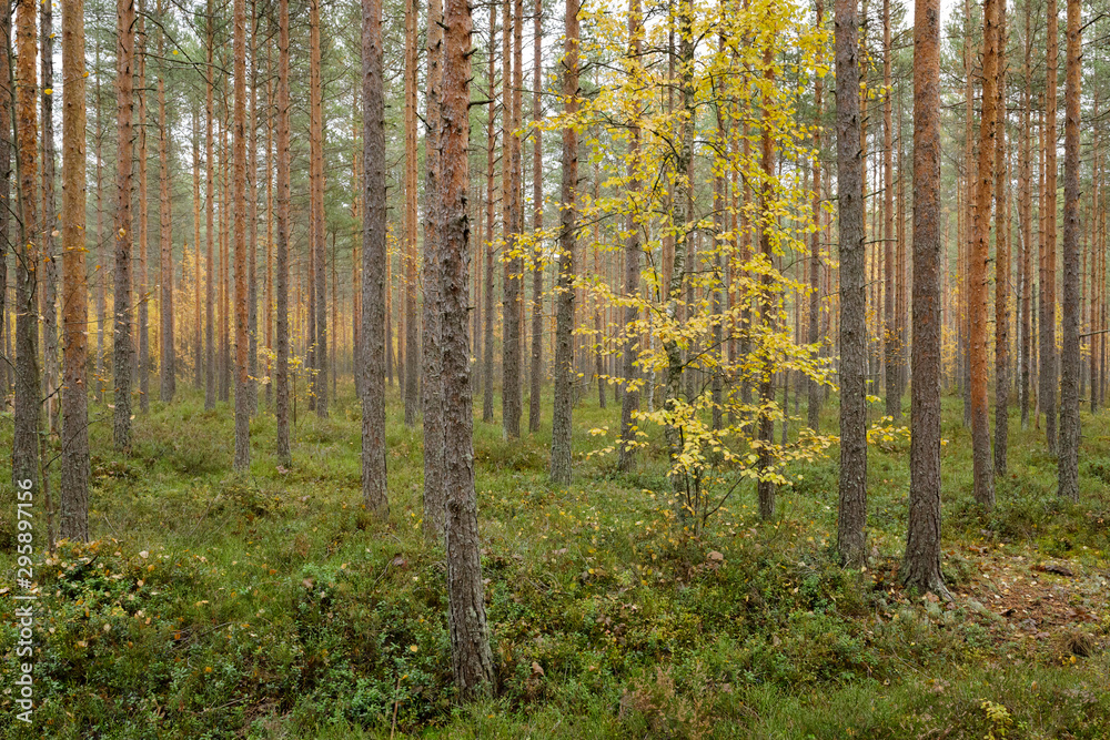 Footpath autumn forest landscape in Finland Footpath autumn forest landscape in Finland