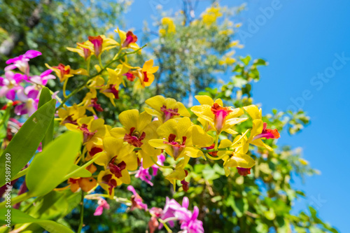 flowers on a background