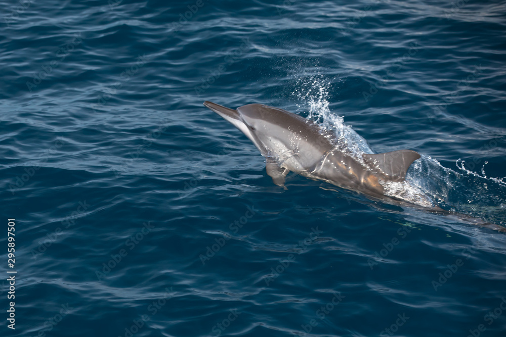 Fototapeta premium Indo-Pacific bottlenose dolphin (Maldives, Tursiops aduncus)