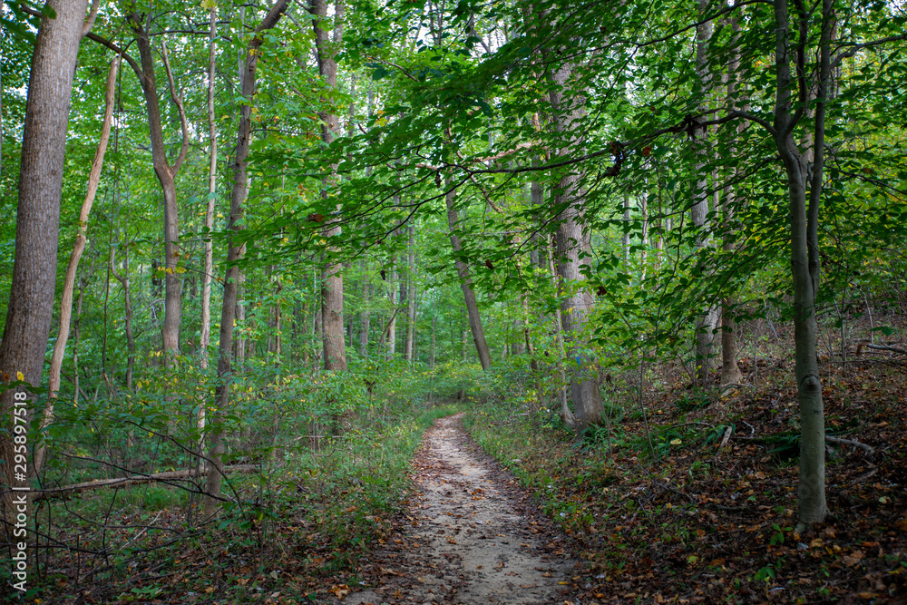 hiking trail through the chesapeake wetlands in calvert county maryland usa hiking trail through the chesapeake wetlands in calvert county maryland usa