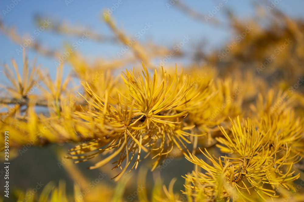 Yellow coniferous tree in the mountains. Hiking in the mountains Yellow coniferous tree in the mountains. Hiking in the mountains