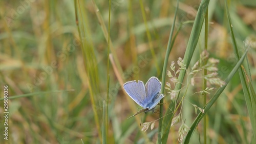  Blue moth on a stalk in the field.