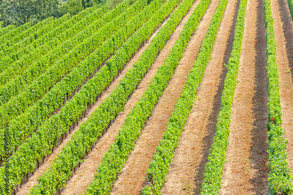 vineyards in the wine region Languedoc-Roussillon, Roussillon, France vineyards in the wine region Languedoc-Roussillon, Roussillon, France