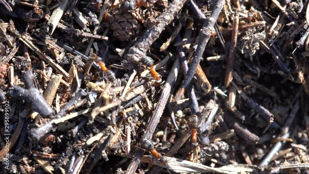 Big anthill in the woods. Big anthill with colony of ants in summer forest. Ants on the ant hill in the woods closeup, macro Big anthill in the woods. Big anthill with colony of ants in summer forest. Ants on the ant hill in the woods closeup, macro