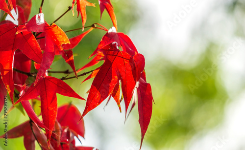 Autumn landscape. Autumn maple tree leaves sky background.