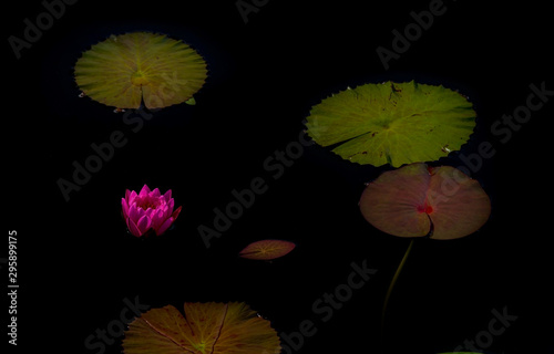 beautiful pink waterlily or lotus flower in pond for text or decorative artwork.