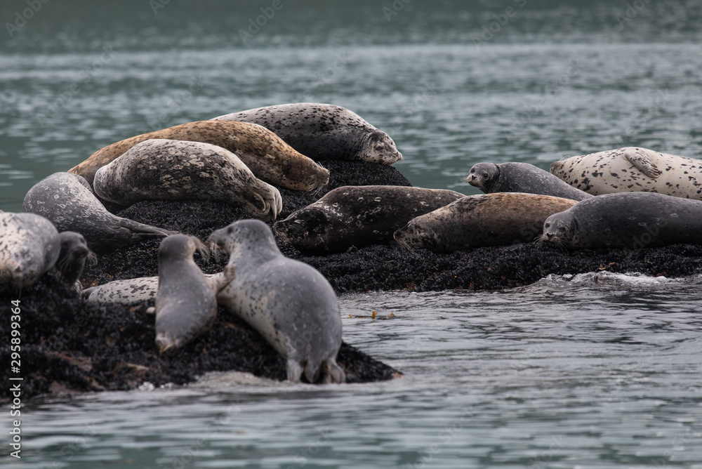 Fototapeta premium Spotted Seals, Gefleckte Robben - Mutter mit Jungtier, Alaska