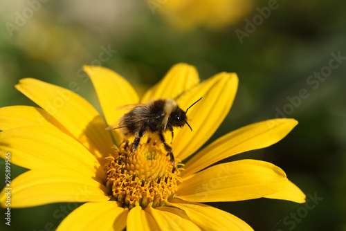 Bumblebee on the yellow petals of a camomile. Macro