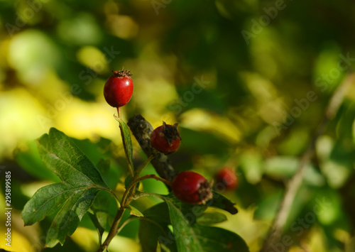 Closeup of an wild rose hip fruit in autumn