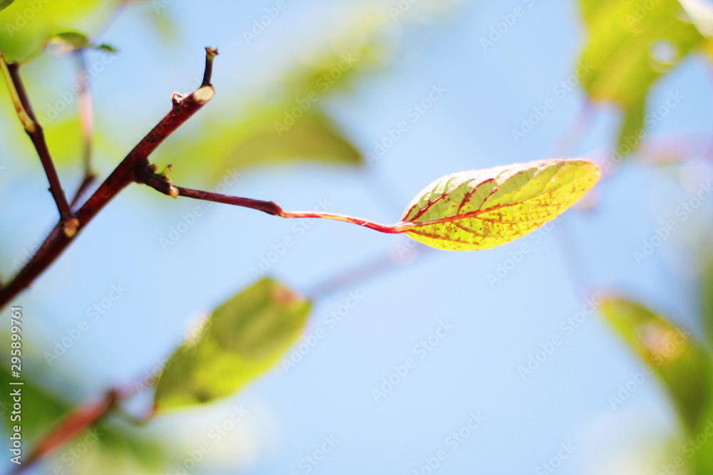 Green leaves branch against on the blue sky in natural sunlight Green leaves branch against on the blue sky in natural sunlight