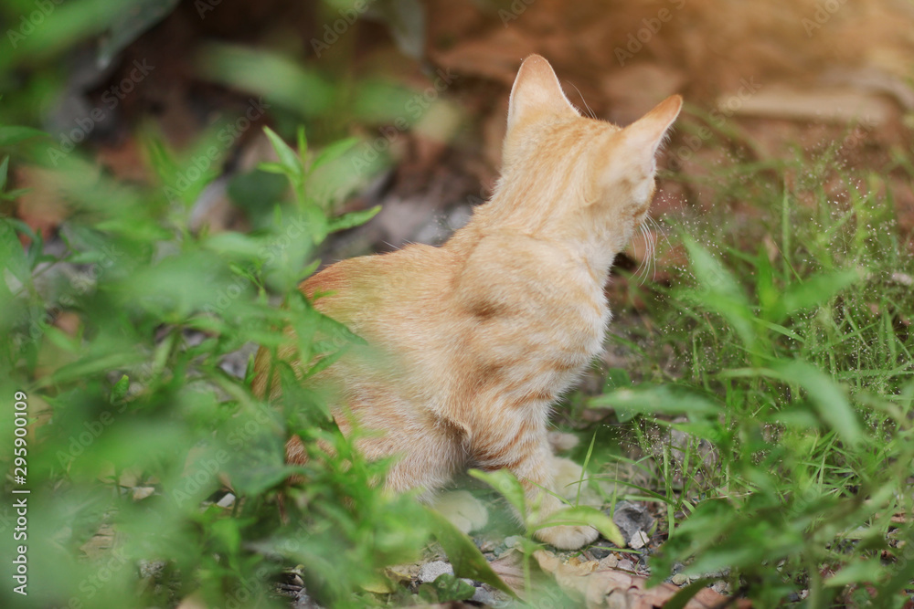 Cute Orange Kitten striped cat enjoy and relax in garden with natural sunlight Cute Orange Kitten striped cat enjoy and relax in garden with natural sunlight